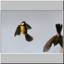 Parus major - Kohlmeise 16.jpg